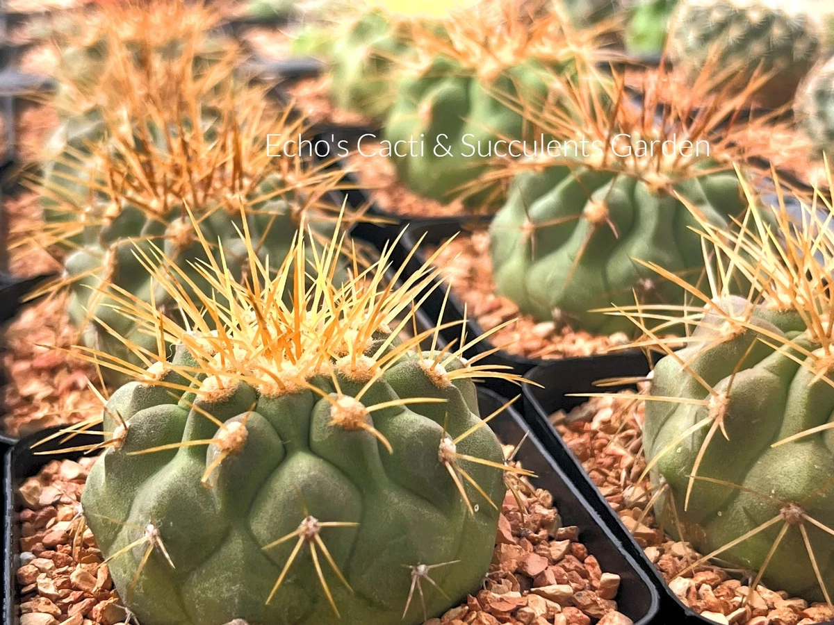 Copiapoa for sale | eBay