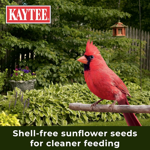Wild Bird No Mess Food Seed Blend for Blue Jays, Woodpeckers, Juncos, Cardinals, - Picture 7 of 9