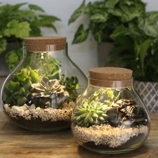 Pflanz-Terrarium LED Pflanzenglas Pflanzenter...