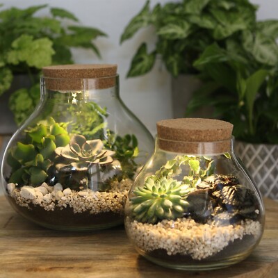 Pflanz-Terrarium LED Pflanzenglas Pflanzenterrarium Pflanzterrarium  Pflanzglas | eBay.de