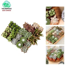 Exotic 20-Piece Succulent Collection for Indoor Air Quality & Creative Design