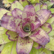 BUY 4 SAVE 20% BROMELIAD Neoregelia MOONSHINE Young Plant - Sun Loving Concentri