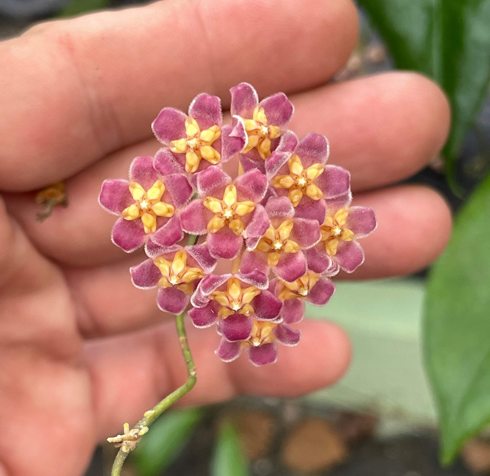 Hoya Davidcummingii Fully Rooted - Super Healthy! Grown In 3.5"