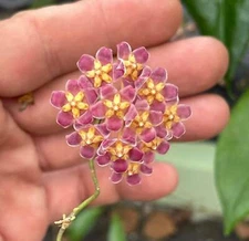 Hoya Davidcummingii Fully Rooted - Super Healthy! Grown In 3.5"