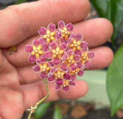 Hoya Davidcummingii -Rooted In 3.5'' Pot- Will Bloom Year Round! Multiple Nodes