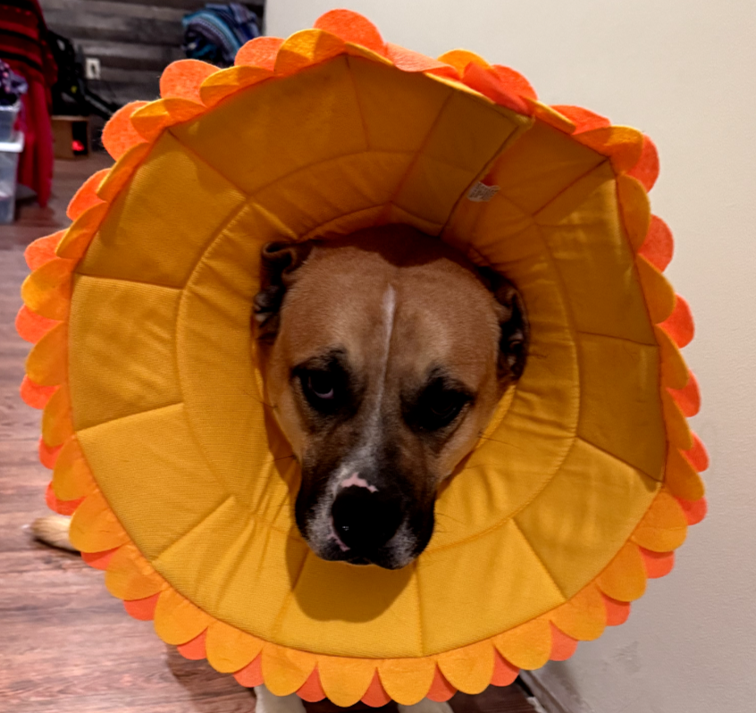 Lion Alfie Pet Recovery Collar Alfie Pet Dogs Recovery Collar Size