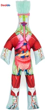 - Limited Edition - Dammit Anatomy Doll- Stress Relief, Gag Gift