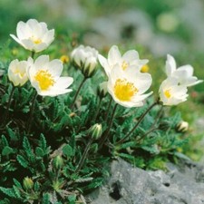 Dryas suendermannii    20 seeds/HP