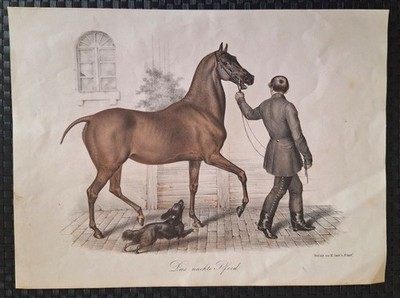 Farblithographie, um 1850, Das nackte Pferd, M.Auer's Faust Zeitschrift