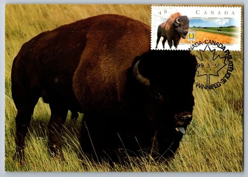 Canada 1999 Manitoba FDC Maxi Card Buffalo