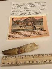 Spinosaurus Tooth Dinosaur Fossil 3.75” not T Rex Cretaceous CS175