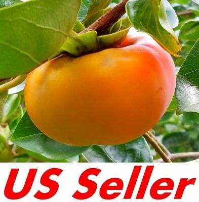 Fuyugak Tasty Fruit Trees unrooted 6 Cuttings of Japanese Persimmon Trees