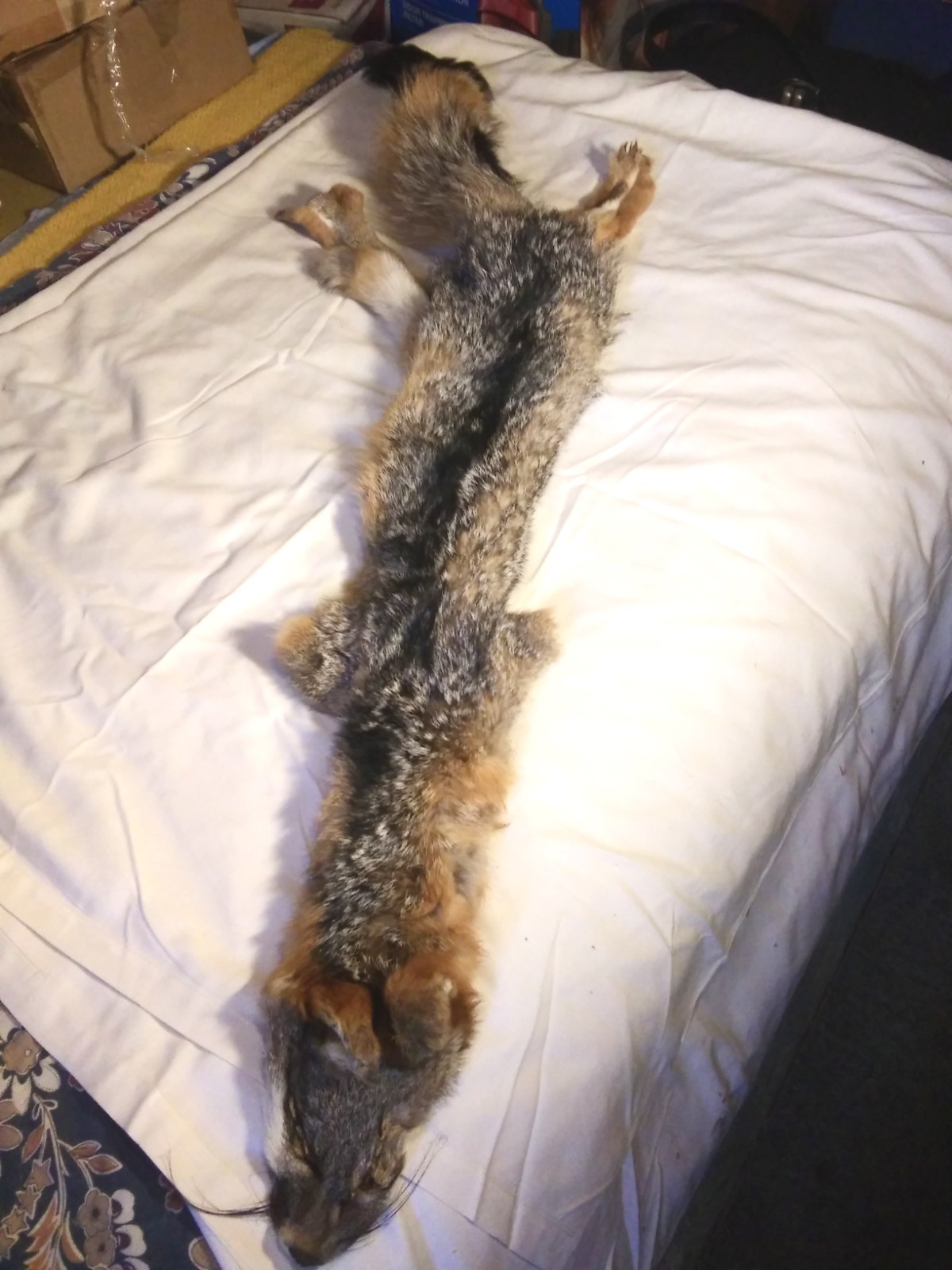 Huge 47 Inch Tanned Gray Fox Hide Taxidermy Beautiful Pelt Super Soft Fur