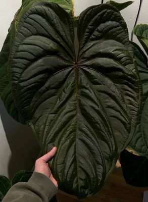 Anthurium Circus Peanuts x Antolakii (BVEP) - Rare Anthurium