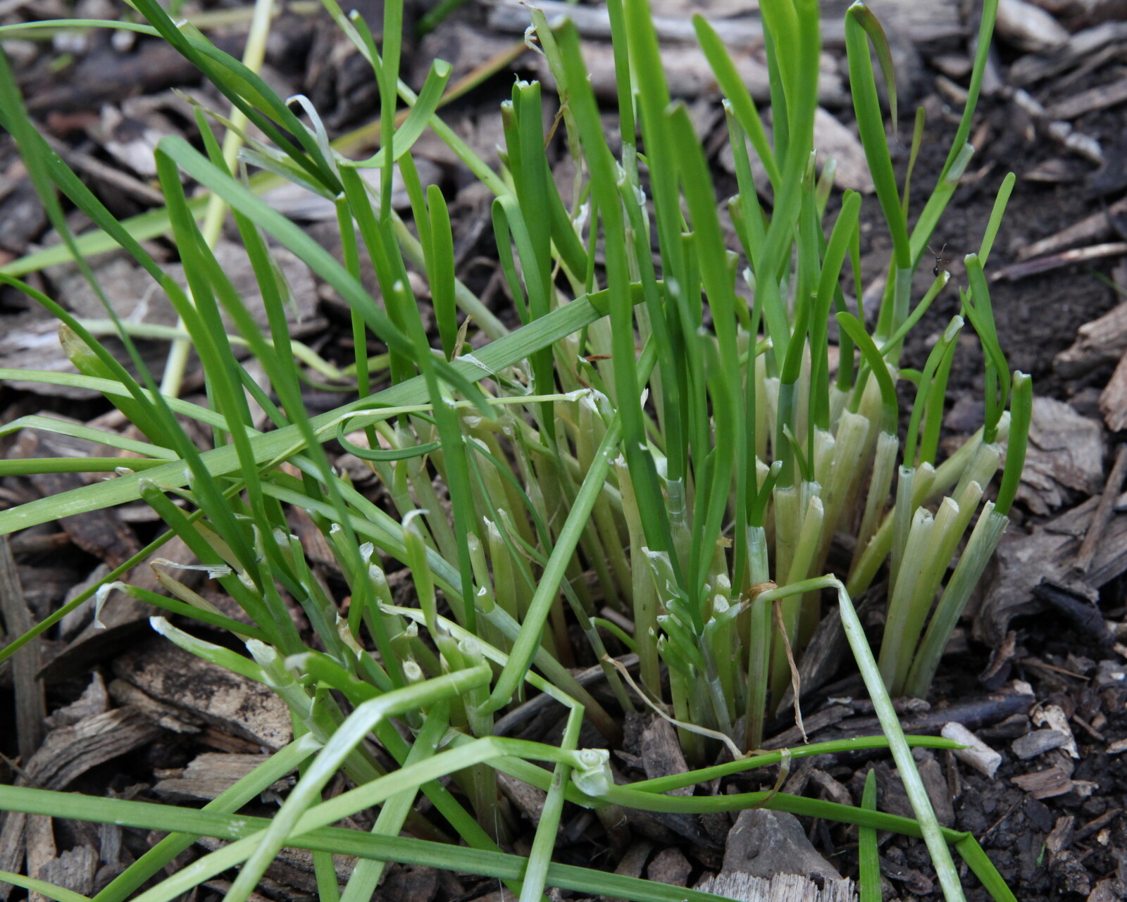 Chives Rooth's Chives Plant Root