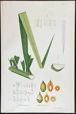 HUGE 1903 Rodrigues antique print - Brazilian palm tree - Pindarea con. & fast.