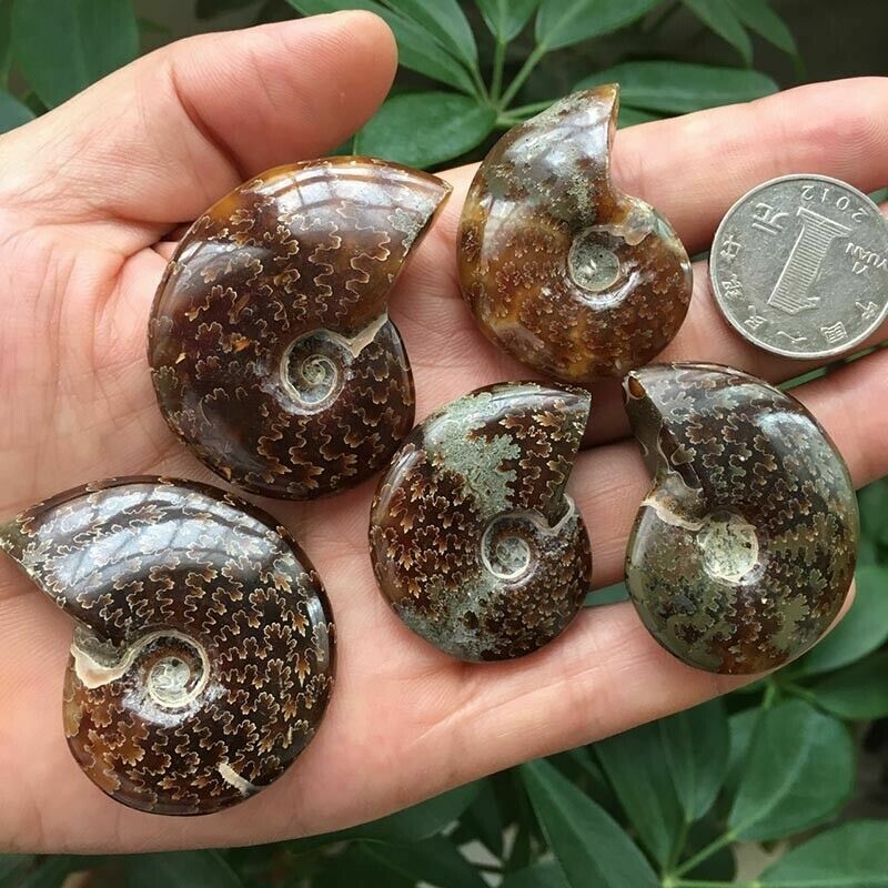 natürliche nautilus ammonite fossilen proben shell heilung madagaskar 30-40mm