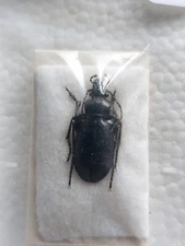 1ex.  Carabus (Ulocarabus)  stschurovskii ssp. Carabidae,