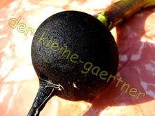 RETTICH SCHWARZER WINTER RADIES RADISH RADIESCHEN KNACKIG ZART LECKER 200 SAMEN