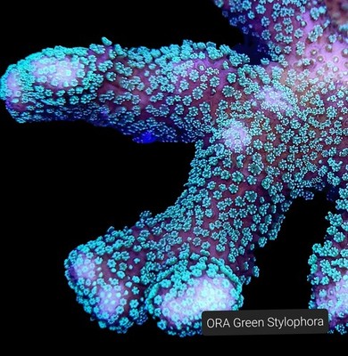 Green Stylophora 3/4-1.5 inch Frag  SPS Coral
