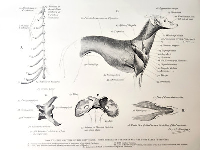 Greyhound Dog Muscles Skeleton Anatomy Ernest Thompson Seton 1977 Book Art Print