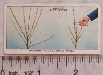 Wills Gartenhinweise Nr. 1938 34 junge Apfelbäume beschneiden