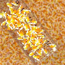 FAKE 5MM Orange Goldfish, Animal Polymer Clay Sprinkle NOT EDIBLE D35-19