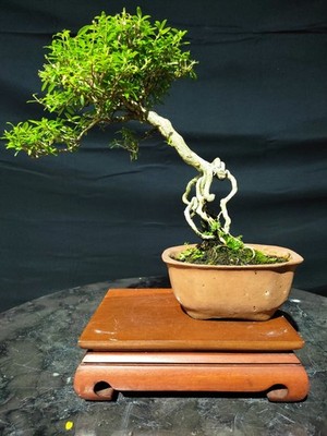 Serissa Japonica Living Tree Bonsai Tree