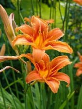 Orange Daylily Bare-root. Hemerocallis Hardy Perennial