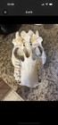 Vintage Animal Skull With A Painted Bear Motif  Deer/Bear/elk — photo 3