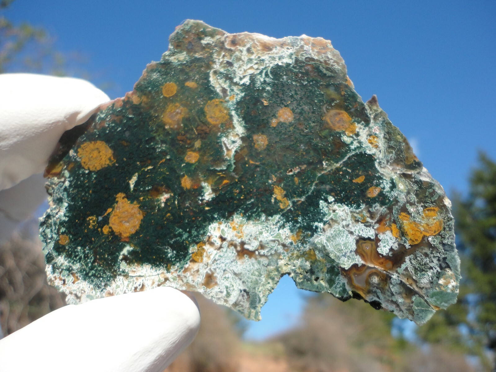 Rodeo Flats Fossilized Coral Agate Polished Slab Extremely Rare Spotted
