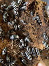 20 ct Zebra Isopods Armadillidium maculatum 
