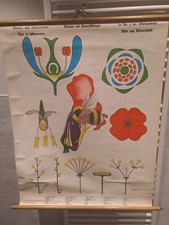 Szkoła Karta ścienna Tablica dydaktyczna Obraz na rolce KWIATY / STOISKA KWIATOWE, Regent Wydawnictwo Obrazów Szkolnych