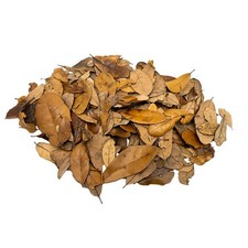 XYZReptiles Premium Live Oak Leaf Litter Isopod Substrate Terrarium 1 Gallon