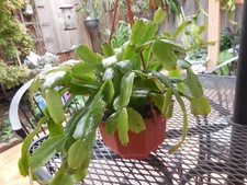 Schlumberera Buckleyi Christmas Cactus Plant Pink Flowers,IN BUD