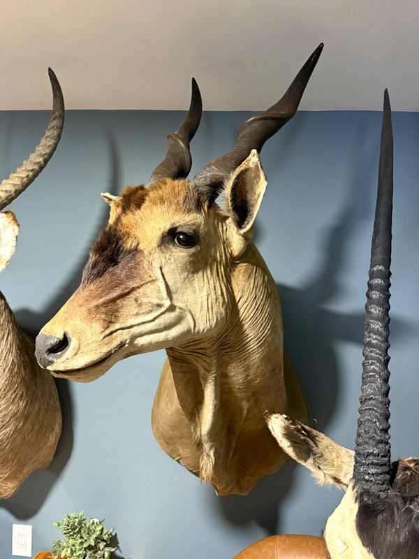 African Eland Shoulder Mount Taxidermy Wall Mount, Large Animal
