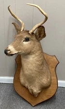 RARE Vtg LARGE SPIKE Taxidermy Deer Head Mount Wall Decor Trophy Ala Whitetail