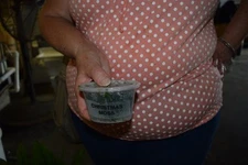 3 cups of Christmas Moss plants Easy Aquarium aquascaping planted tank US grow  