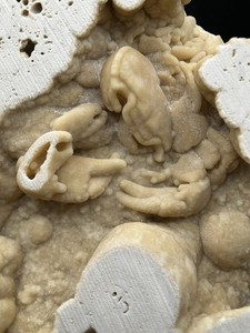 Large Fossil Travertine Crab (Potamon sp.) – Pleistocene Travertine, Turkey UV