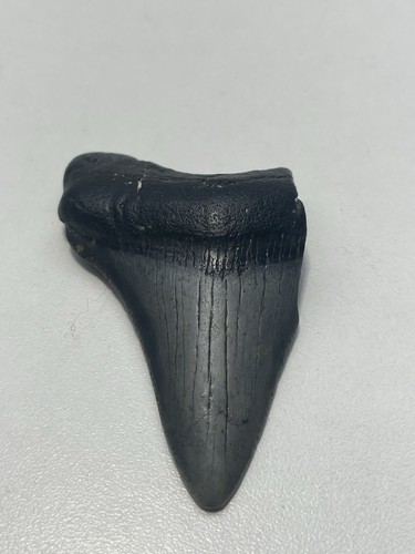 Fossilized Megalodon Shark Tooth 2.5" Fossil Sharks Teeth Nice Striations