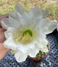 Echinopsis mamillosa (Easter Liily Cactus)