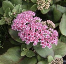 2 x Sedum “Matrona”Hardy Perennial In 9cm Pot | Pink