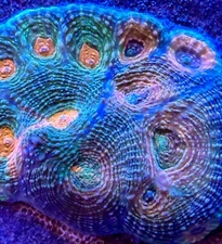 live coral Pineapple Acan Echinata Frag 1.5" by "coralSLover"