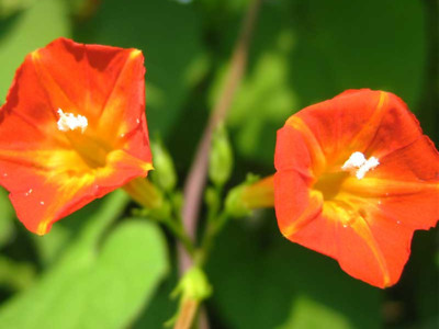 Orangefarbene Prunkwinde 100 Samen Ipomoea luteola TRICHTERWINDE Morning Glory