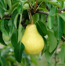 Birnenbaum `Williams Christbirne´ Halbstamm 160-180cm im 10L-Topf