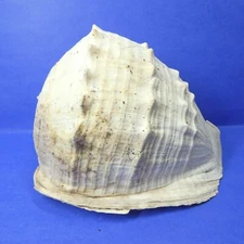 Queen Emperor Helmet Shell Large Seashell Natural Conch 9" Long 2lb10oz