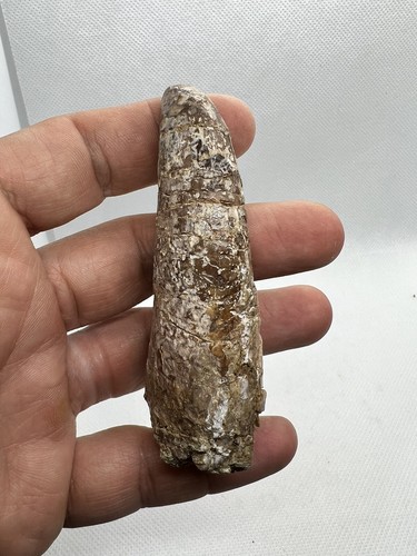 Monster Spinosauridae Morocco Dinosaur Dinosaure Dent Fossil Fossile Fossilien - Picture 4 of 18