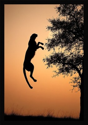 Intimer Gepard gerahmtes Wandbild Poster Leinwanddruck Bild