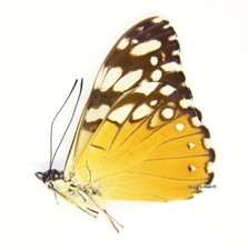 Unmounted Butterfly/Nymphalidae - Hamadryas fornax ssp., male, Venezuela