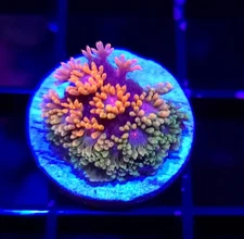 Ultra Rainbow Goni * Short Goniopora * Live Coral Frag * AJs Aquariums